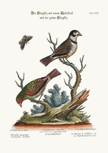 襟付きフィンチとグリーンゴールドフィンチ、1749-73